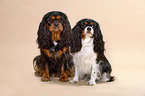 Cavalier King Charles Spaniels