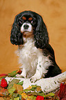 Cavalier King Charles Spaniel