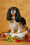 Cavalier King Charles Spaniel