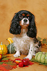 Cavalier King Charles Spaniel