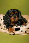 Cavalier King Charles Spaniel