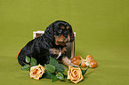 Cavalier King Charles Spaniel Welpe