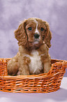 Cavalier King Charles Spaniel