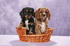 Cavalier King Charles Spaniels