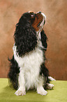 Cavalier King Charles Spaniel