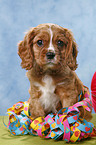 Cavalier King Charles Spaniel