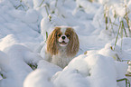 Cavalier King Chalres Spaniel im Schnee