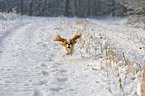 Cavalier King Chalres Spaniel im Schnee