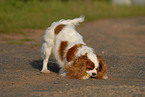 Cavalier King Charles Spaniel