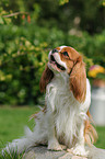 sitzender Cavalier King Charles Spaniel