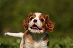 Cavalier King Charles Welpe