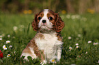 Cavalier King Charles Welpe