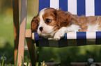 Cavalier King Charles Welpe