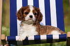 Cavalier King Charles Welpe