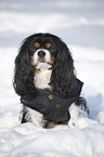 Cavalier King Charles Spaniel