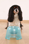 Cavalier King Charles Spaniel