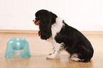 Cavalier King Charles Spaniel