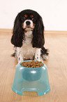 Cavalier King Charles Spaniel