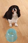 Cavalier King Charles Spaniel