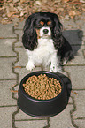 Cavalier King Charles Spaniel