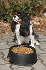 Cavalier King Charles Spaniel