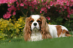 liegender Cavalier King Charles Spaniel