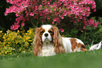 liegender Cavalier King Charles Spaniel