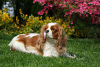 liegender Cavalier King Charles Spaniel