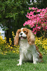 sitzender Cavalier King Charles Spaniel