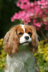 Cavalier King Charles Spaniel Portrait