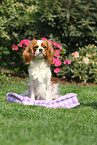 sitzender Cavalier King Charles Spaniel