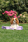 liegender Cavalier King Charles Spaniel