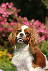 Cavalier King Charles Spaniel Portrait