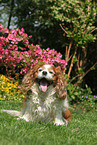 sitzender Cavalier King Charles Spaniel