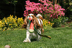 spielender Cavalier King Charles Spaniel