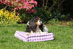 liegender Cavalier King Charles Spaniel