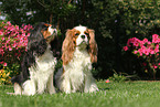 Cavalier King Charles Spaniels