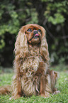 sitzender Cavalier King Charles Spaniel