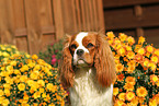 Cavalier King Charles Spaniel Portrait