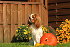 sitzender Cavalier King Charles Spaniel