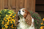 Cavalier King Charles Spaniel Portrait