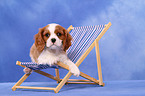 Cavalier King Charles Spaniel Welpe