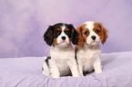 Cavalier King Charles Spaniel Welpen