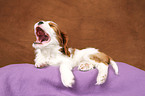 Cavalier King Charles Spaniel Welpe