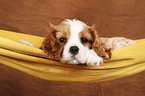 Cavalier King Charles Spaniel Welpe