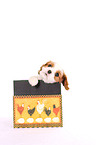 Cavalier King Charles Spaniel Welpe