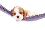 Cavalier King Charles Spaniel Welpe