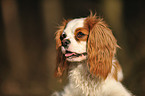 Cavalier King Charles Spaniel Portrait