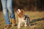 laufender Cavalier King Charles Spaniel