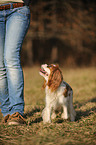 laufender Cavalier King Charles Spaniel